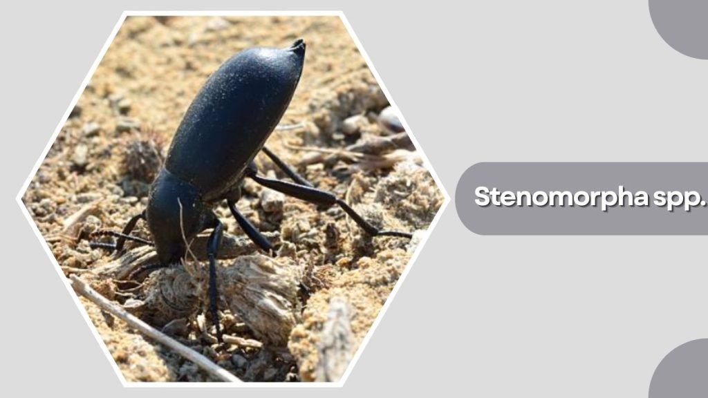 Stenomorpha spp.