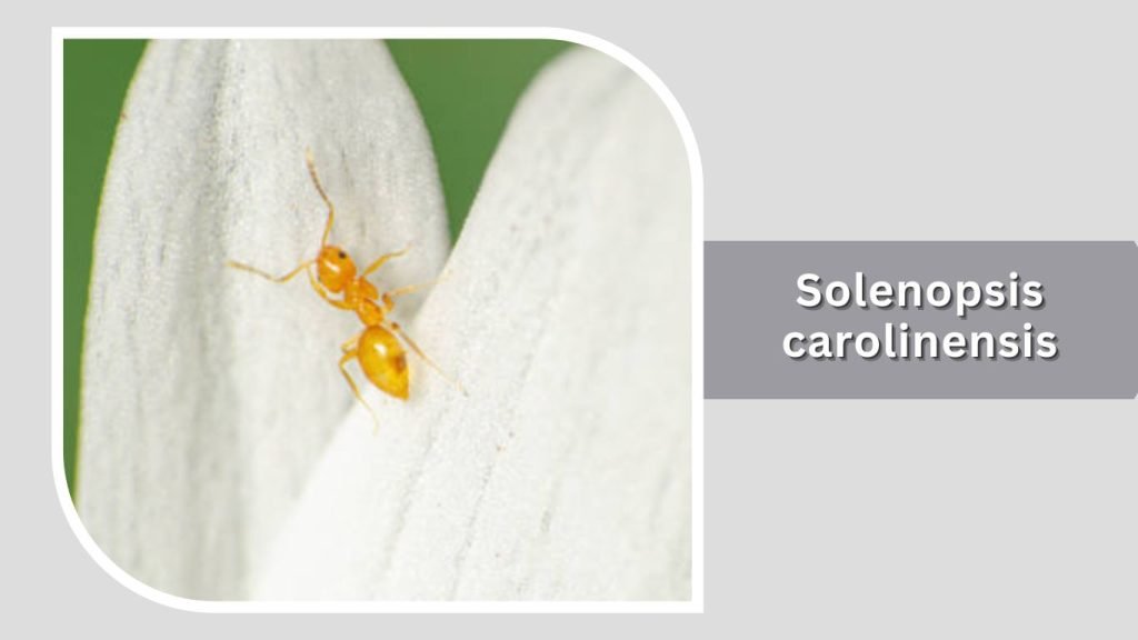  Solenopsis carolinensis