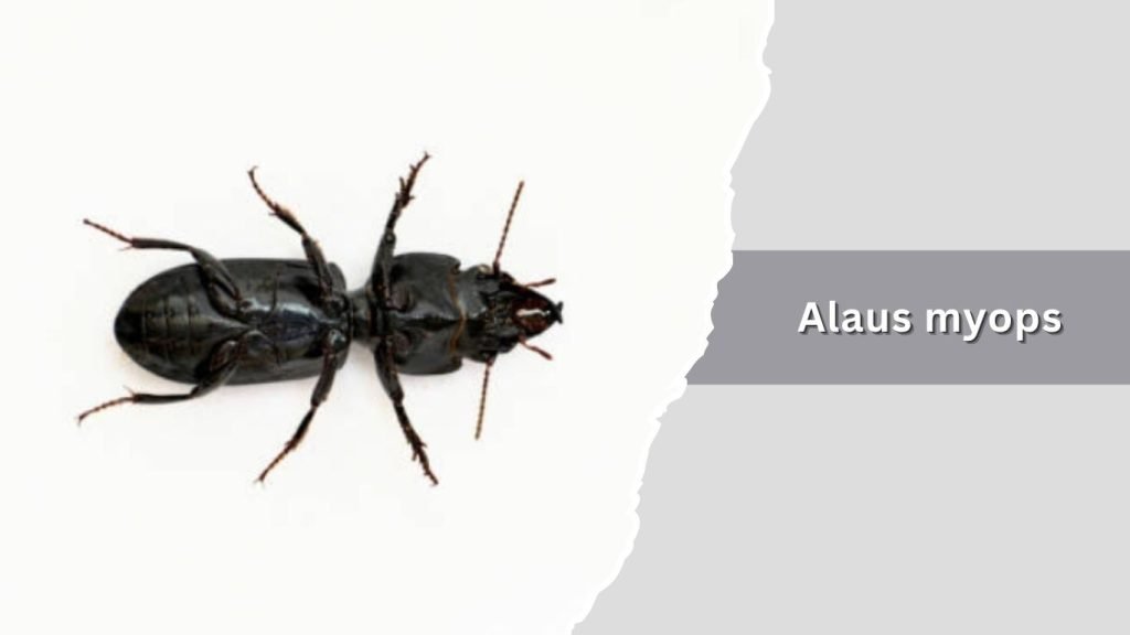 Alaus myops
