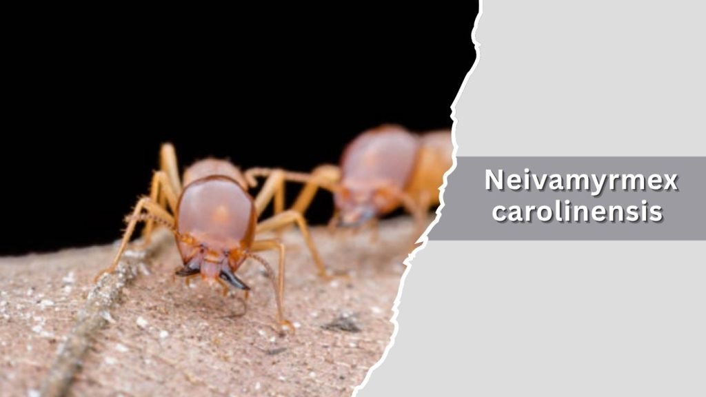 Neivamyrmex carolinensis