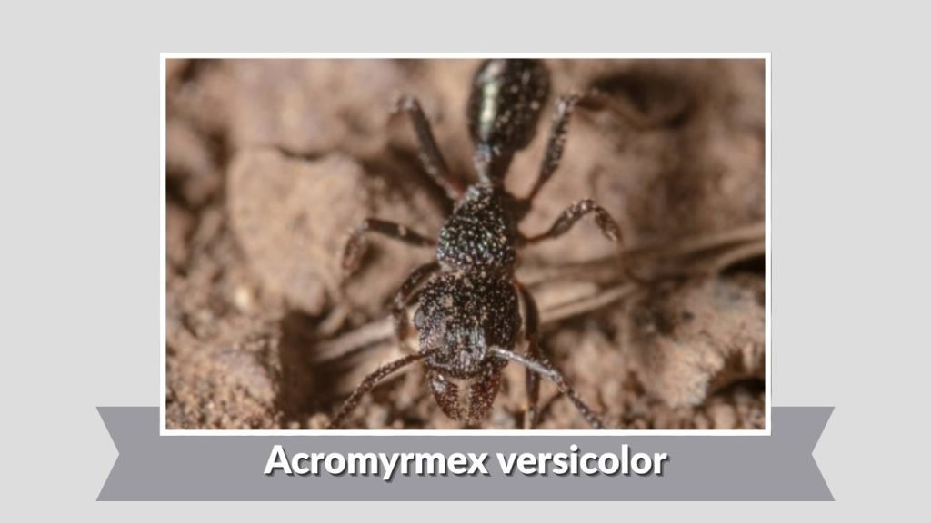 Acromyrmex versicolor 