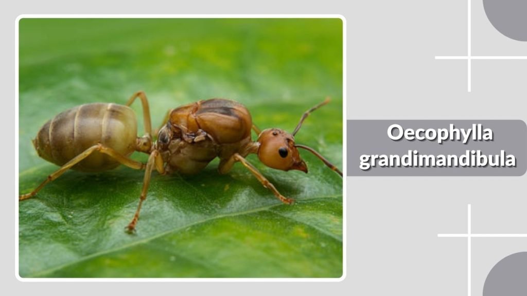 Oecophylla grandimandibula