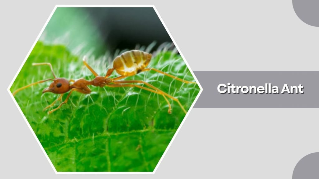 Citronella Ant