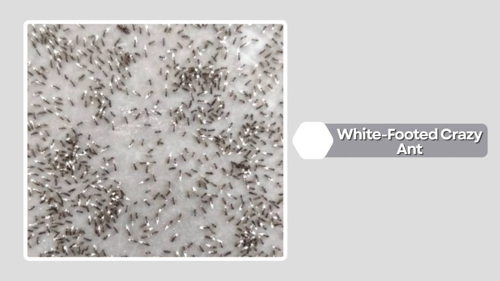 White-Footed Crazy Ant
