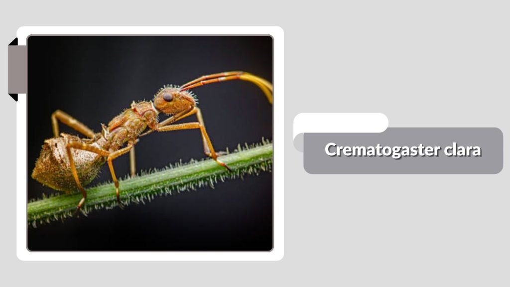  Crematogaster clara