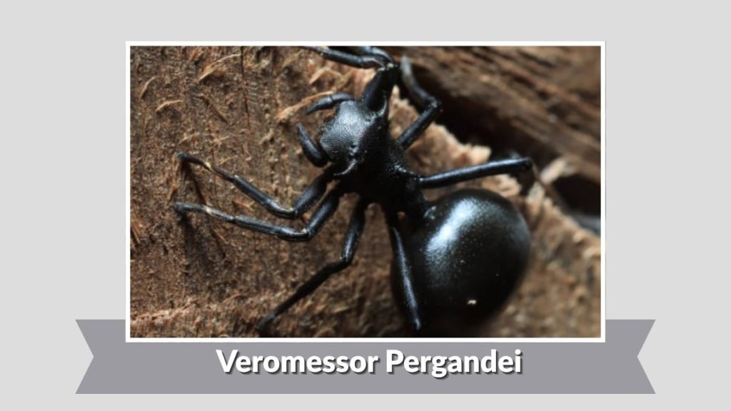 Veromessor Pergandei