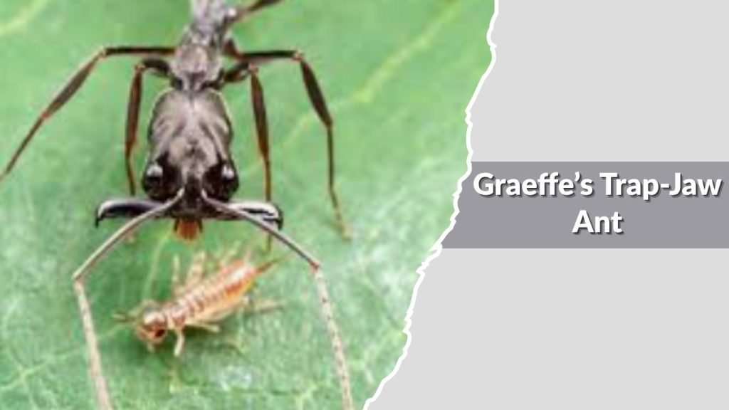 Graeffe’s Trap-Jaw Ant