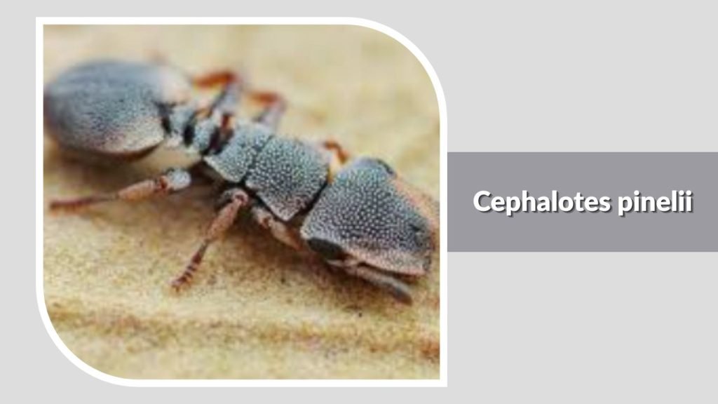 Cephalotes pinelii
