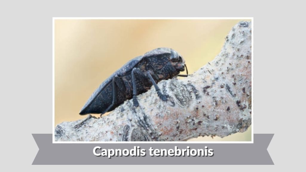 Capnodis tenebrionis