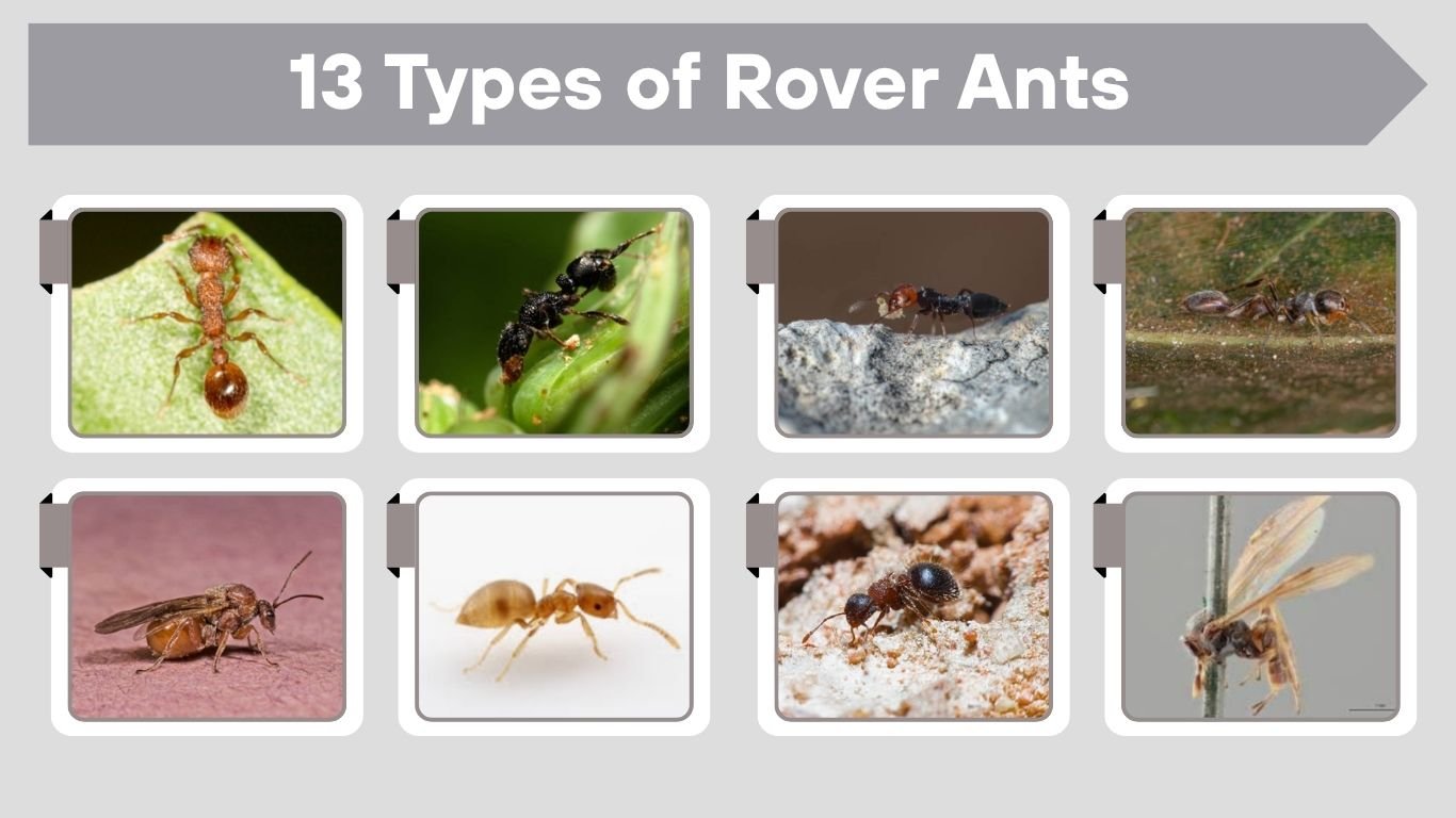 13 Types of Rover Ants: Identification with Pictures