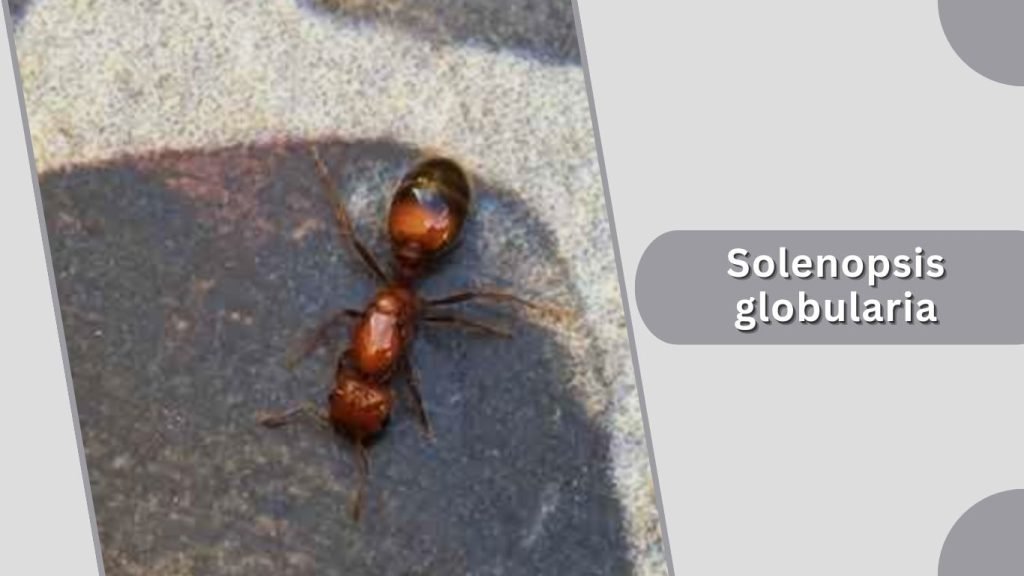 Solenopsis globularia