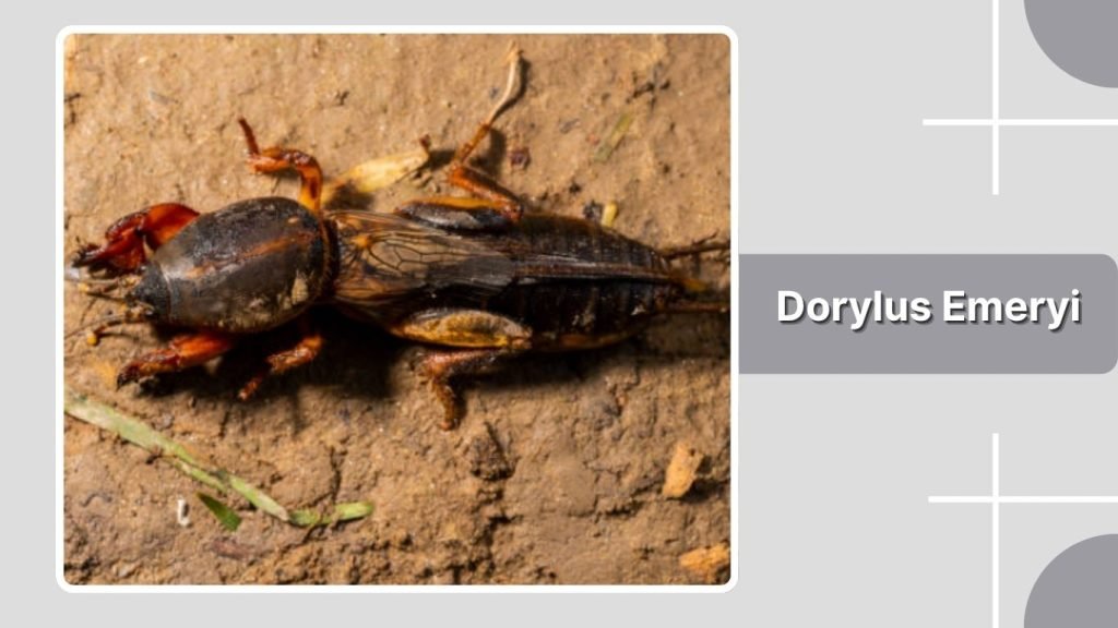 Dorylus Emeryi