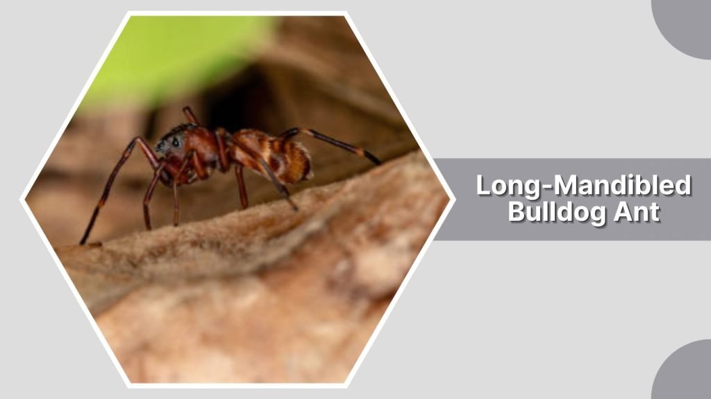Long-Mandibled Bulldog Ant