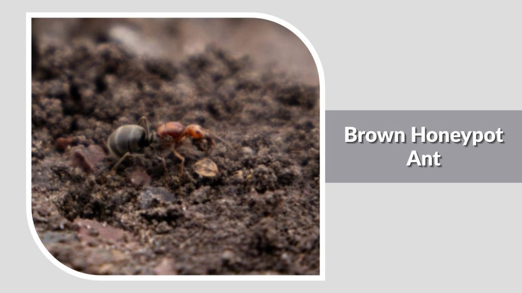 Brown Honeypot Ant