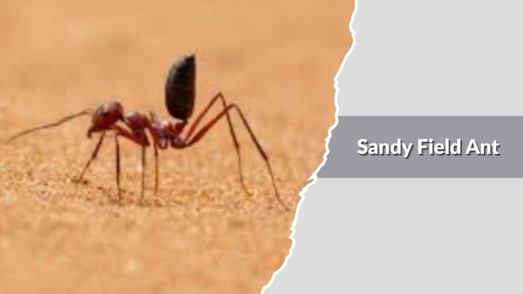 Sandy Field Ant