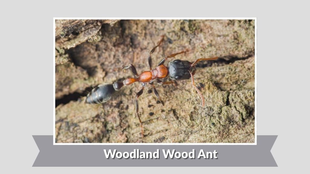 Woodland Wood Ant