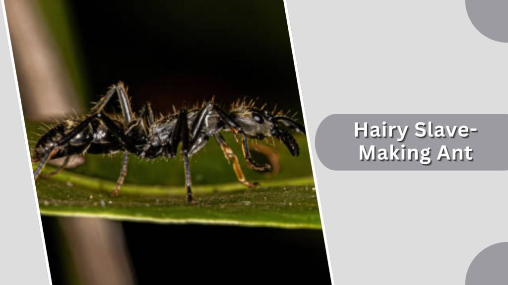 Hairy Slave-Making Ant