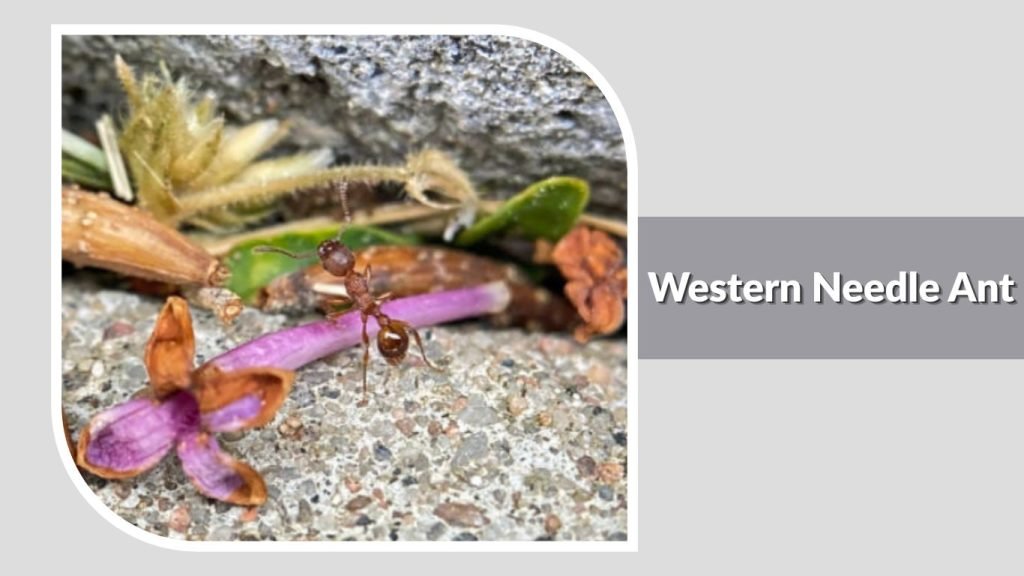 Western Needle Ant