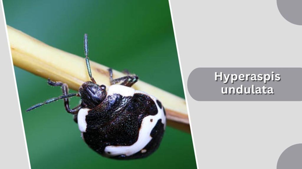 Hyperaspis undulata