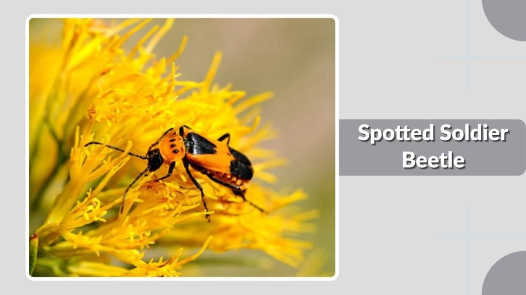 Spotted Soldier Beetle