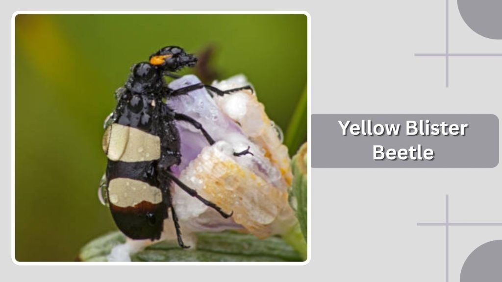 Yellow Blister Beetle