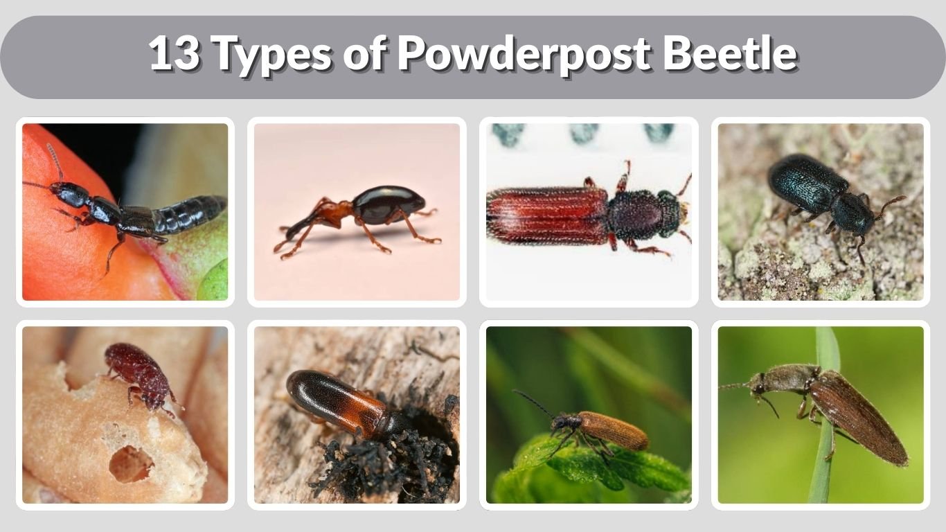 13 Types of Powderpost Beetle: Identification Guide
