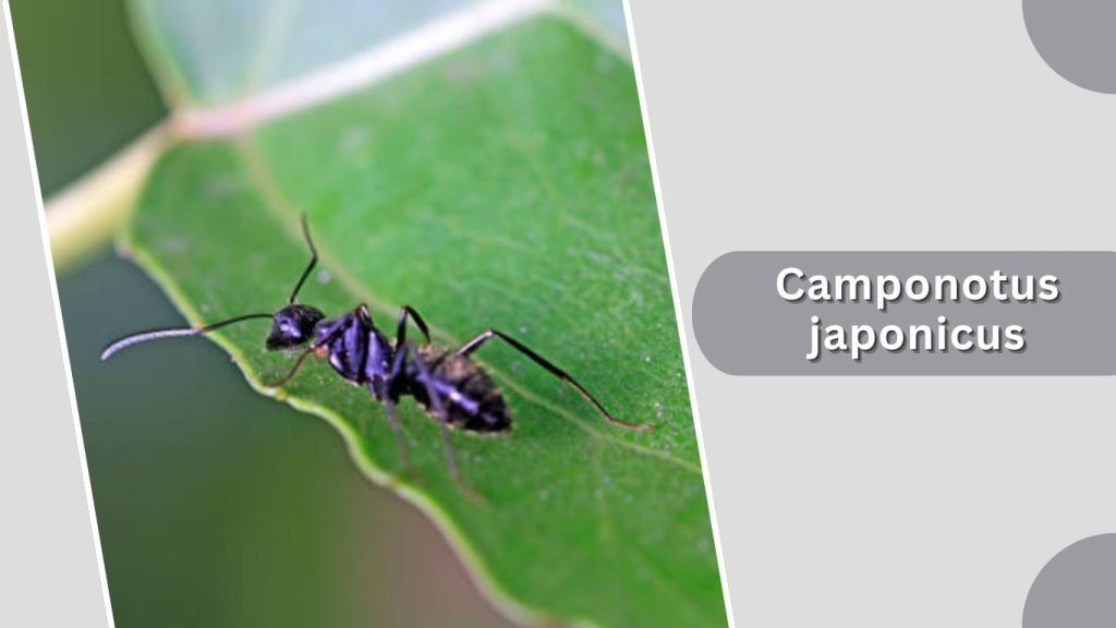 Camponotus japonicus