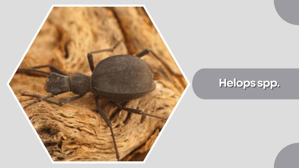 Helops spp.
