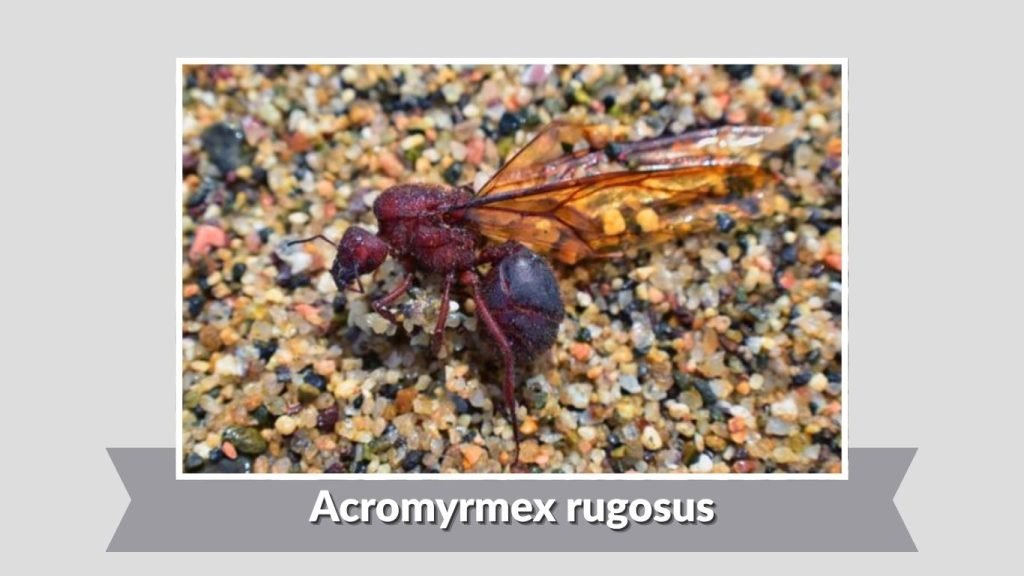 Acromyrmex rugosus