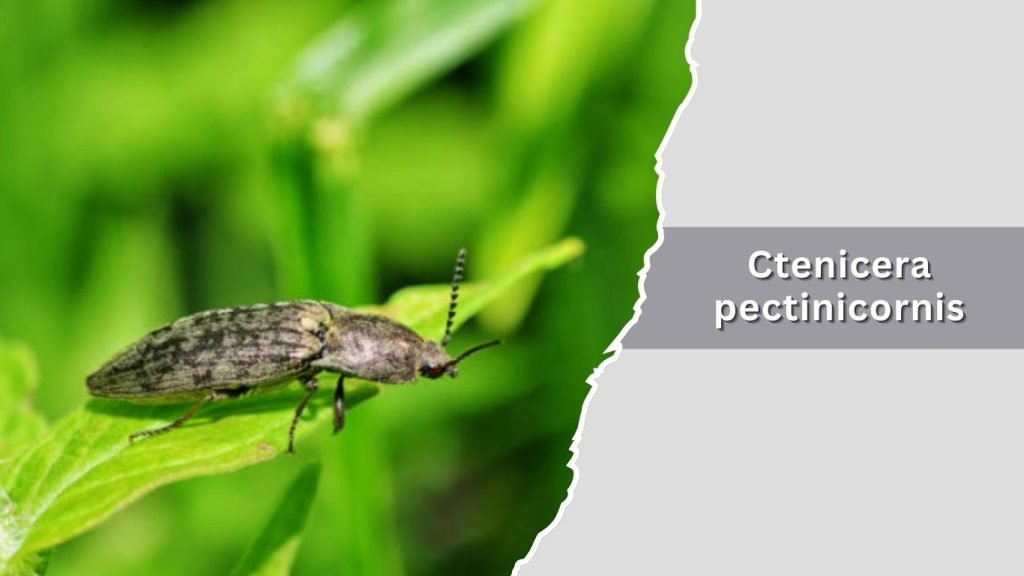 Ctenicera pectinicornis