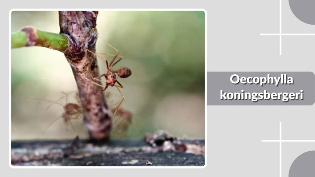 Oecophylla koningsbergeri