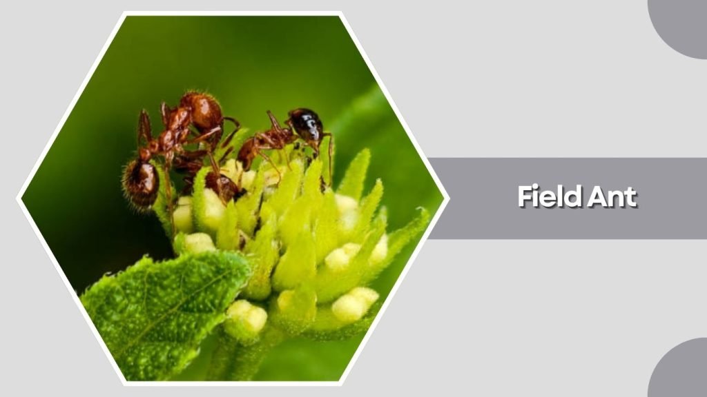 Field Ant