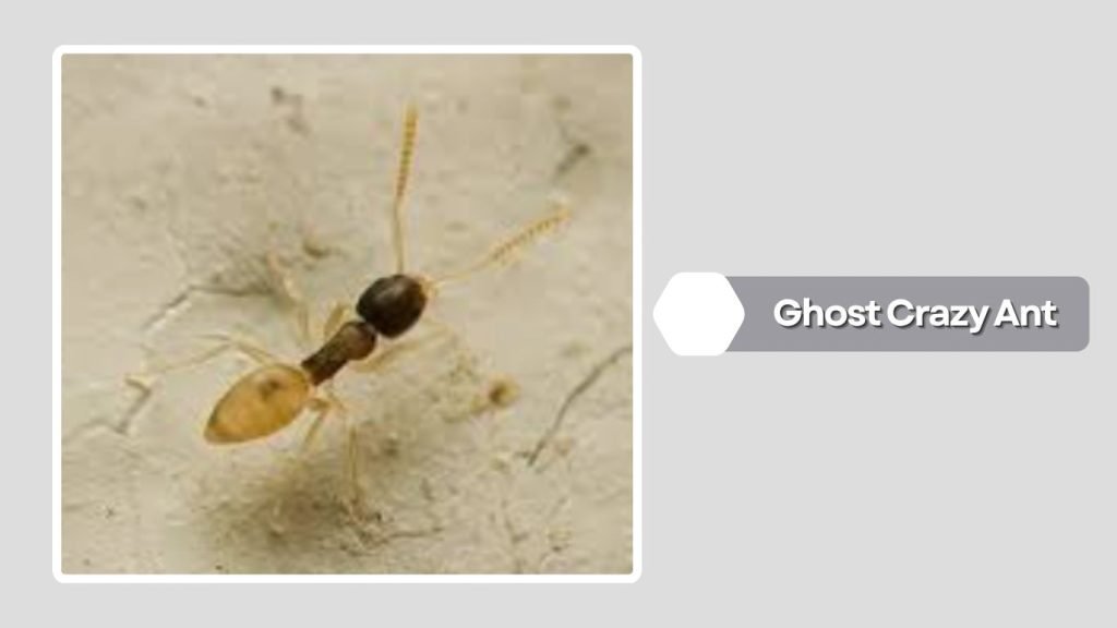 Ghost Crazy Ant