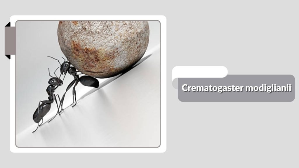 Crematogaster modiglianii
