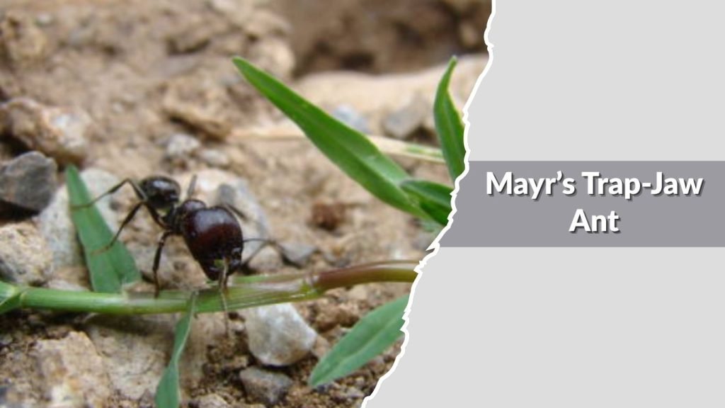 Mayr’s Trap-Jaw Ant