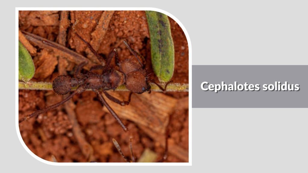 Cephalotes solidus