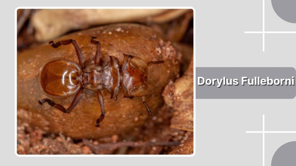 Dorylus Fulleborni