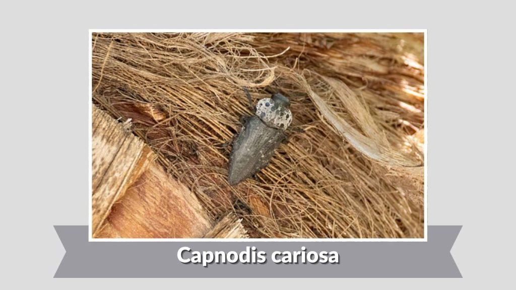  Capnodis cariosa