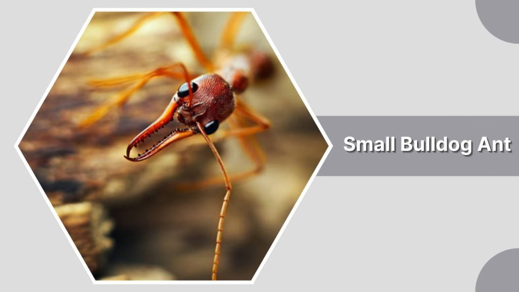 Small Bulldog Ant