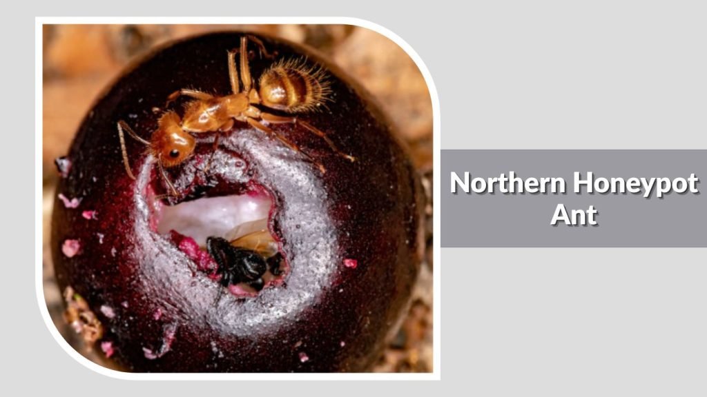 Northern Honeypot Ant