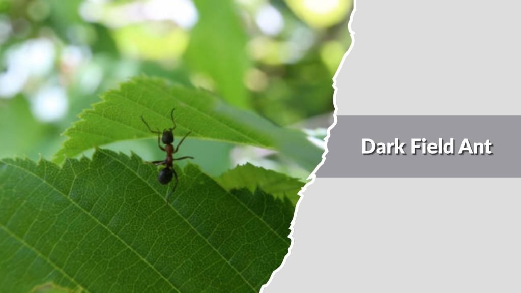 Dark Field Ant