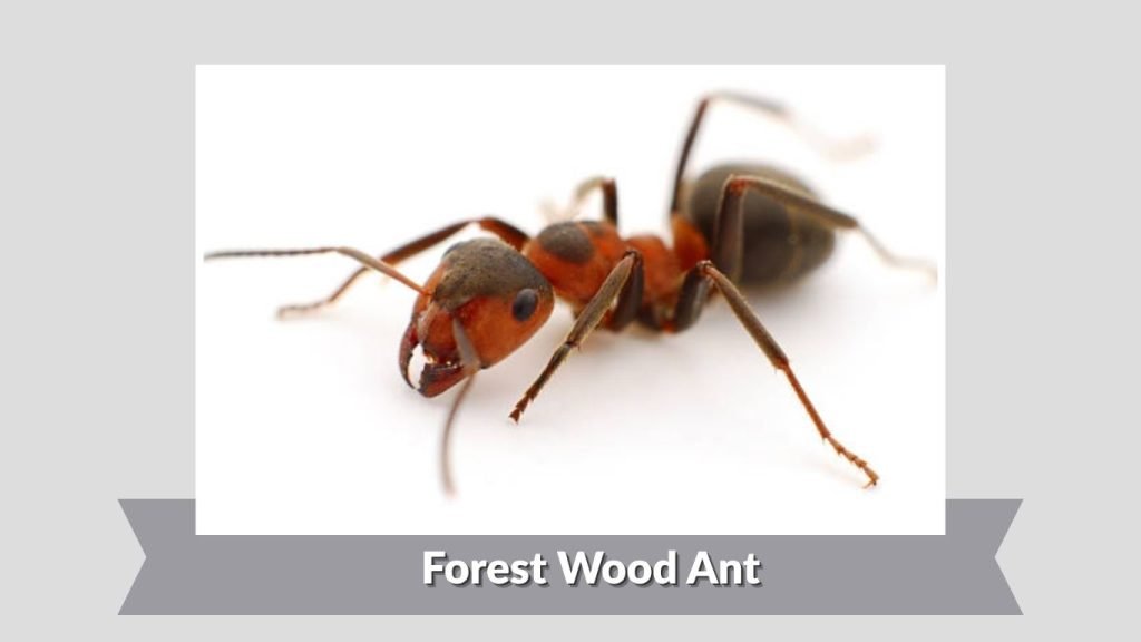 Forest Wood Ant