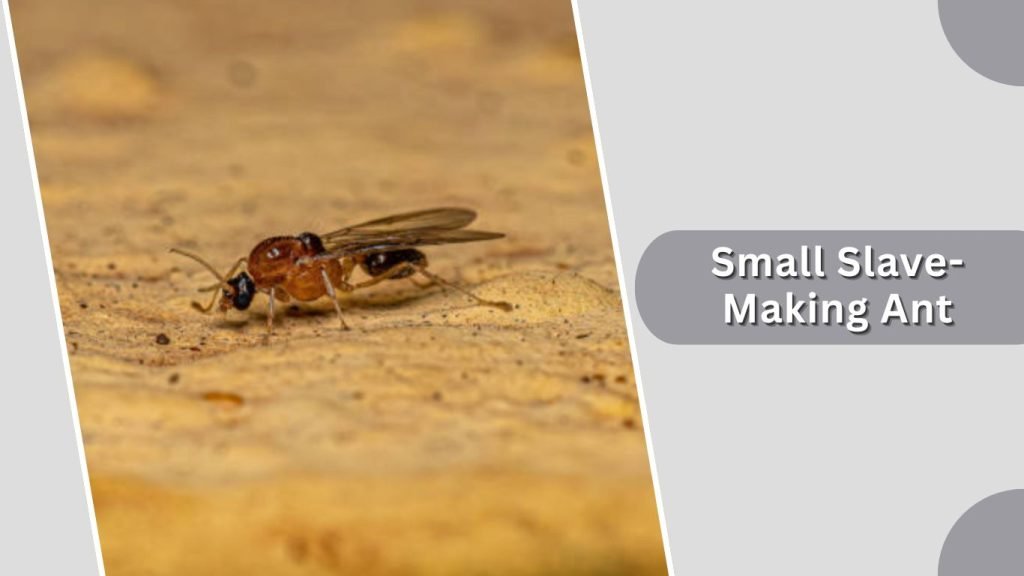 Small Slave-Making Ant