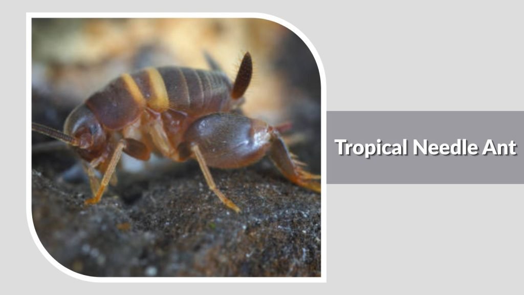  Tropical Needle Ant