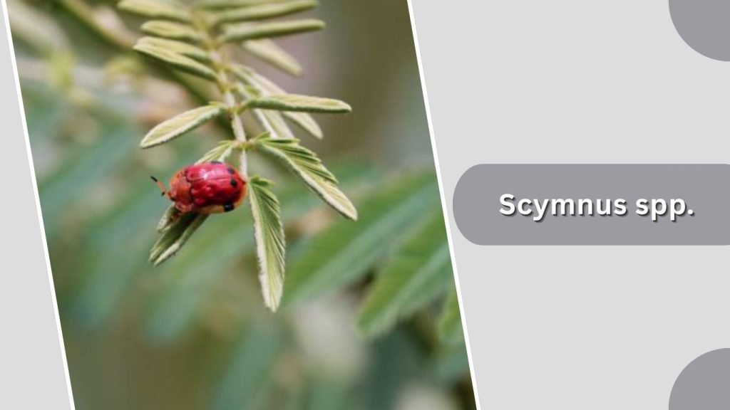 Scymnus spp.