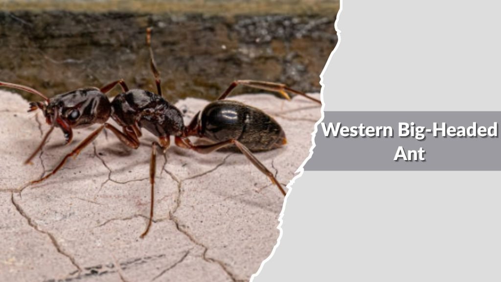 Western Big-Headed Ant