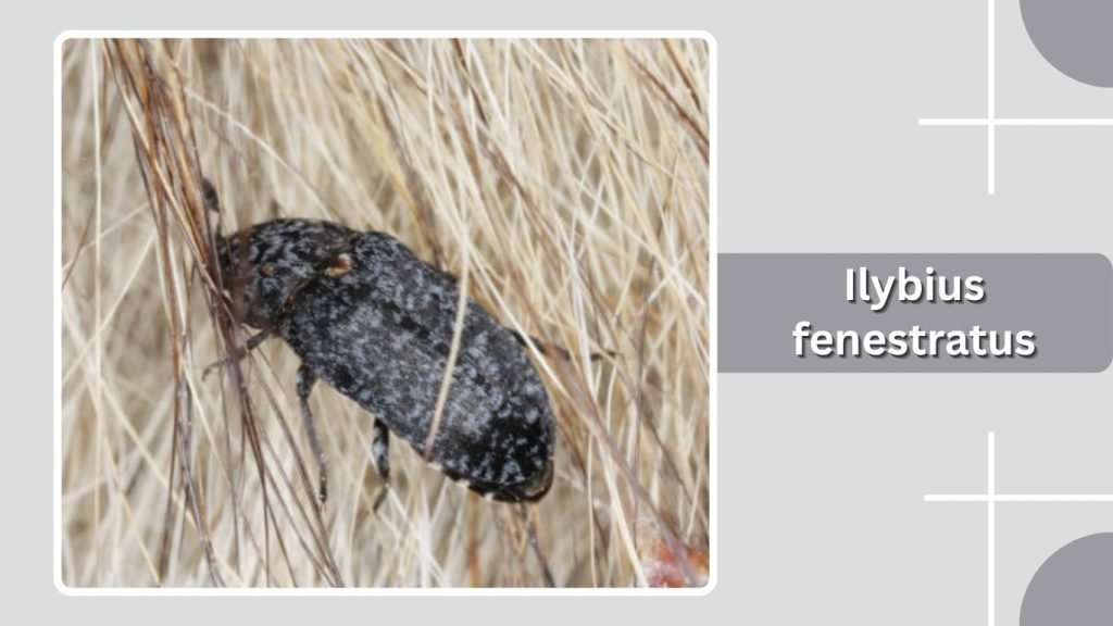 Ilybius fenestratus