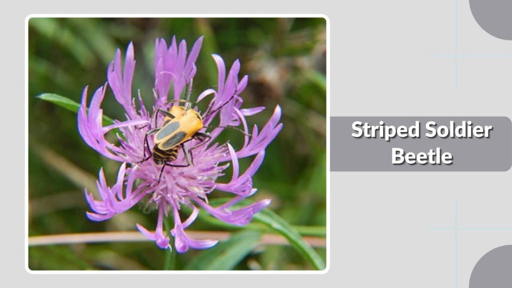  Striped Soldier Beetle