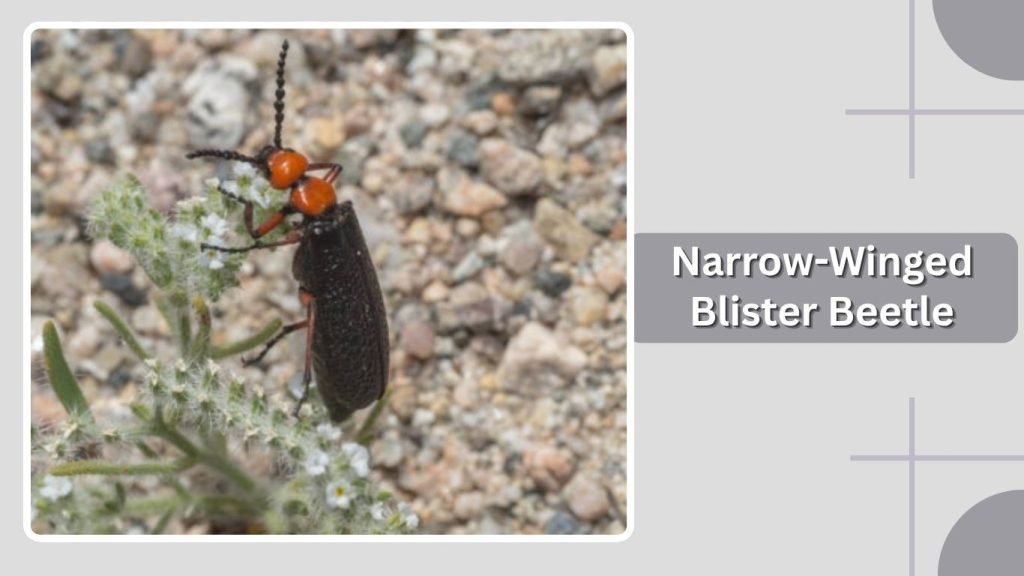 Narrow-Winged Blister Beetle