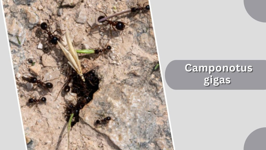  Camponotus gigas